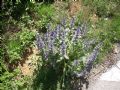 Ajuga orientalis